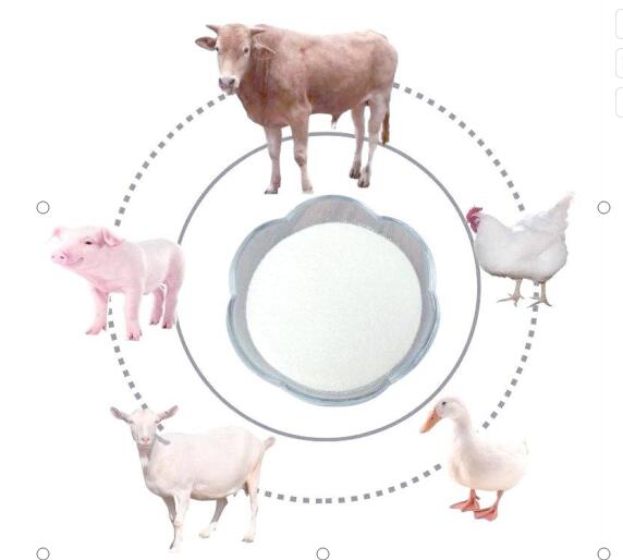 The Importance of Methionine .jpg